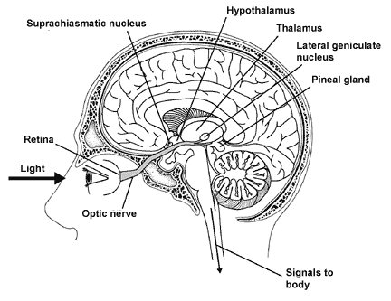 human brain eye retina optic nerve skull eyes brains nose mouth nostral